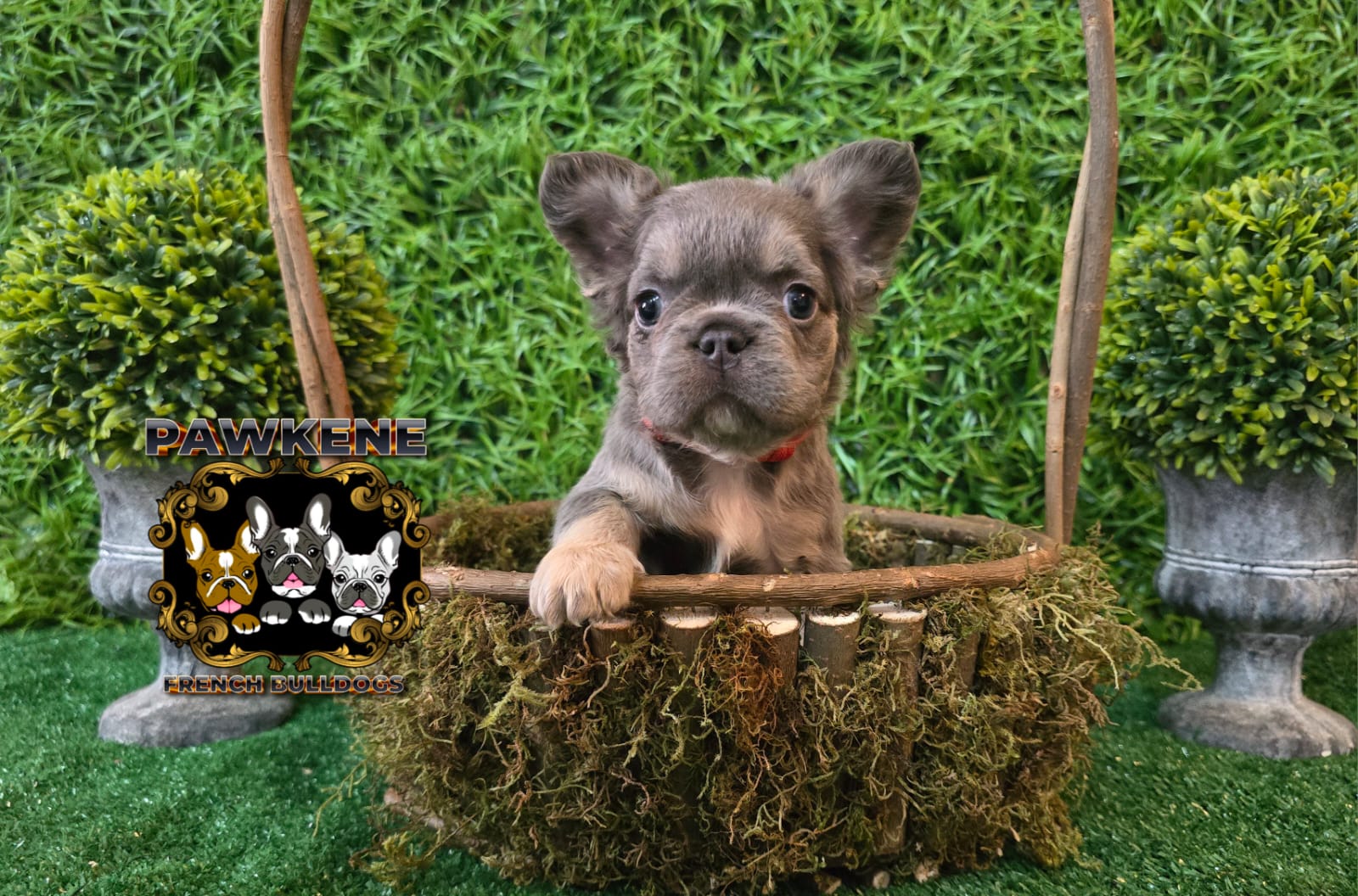 Image of french male bulldog 1